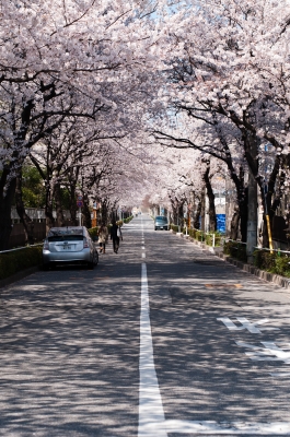 soku_14371.jpg :: 植物 花 桜 サクラ 桜並木 