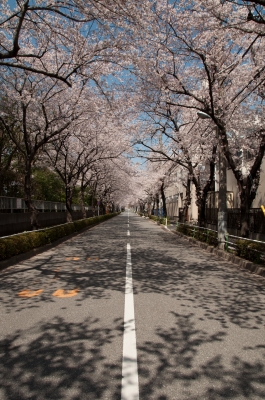soku_14372.jpg :: 植物 花 桜 サクラ 桜並木 