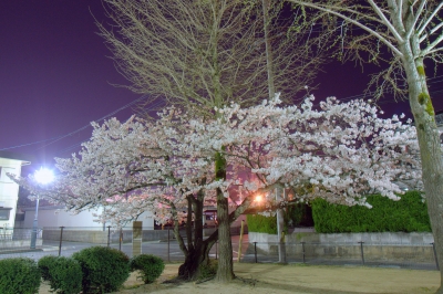soku_14373.jpg :: 夜 桜 公園 