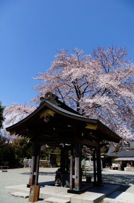 soku_14375.jpg :: 植物 花 桜 サクラ 