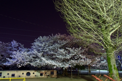 soku_14376.jpg :: 夜 桜 公園 
