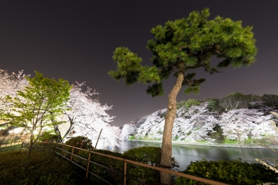 soku_14380.jpg :: 植物 花 桜 サクラ 夜桜 夜景 