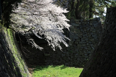soku_14382.jpg :: 植物 花 桜 サクラ 建築 建造物 城 
