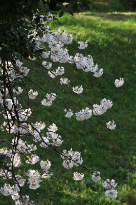 soku_14384.jpg :: 植物 花 桜 サクラ 