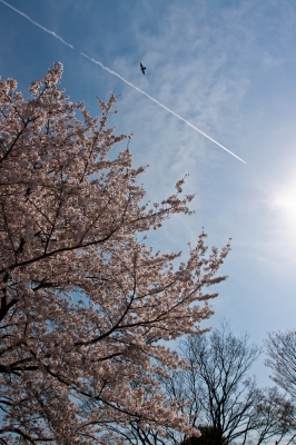 soku_14386.jpg :: 植物 花 桜 サクラ 空 雲 鳥 飛行機 