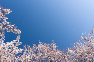 soku_14388.jpg :: 植物 花 桜 サクラ 花吹雪 