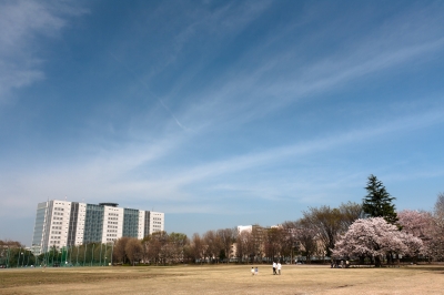 soku_14389.jpg :: 植物 花 桜 サクラ 空 雲 