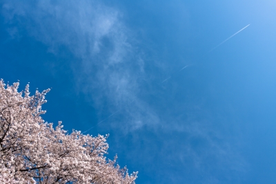 soku_14396.jpg :: 植物 花 桜 サクラ 空 雲 飛行機 