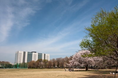 soku_14397.jpg :: 植物 花 桜 サクラ 空 雲 