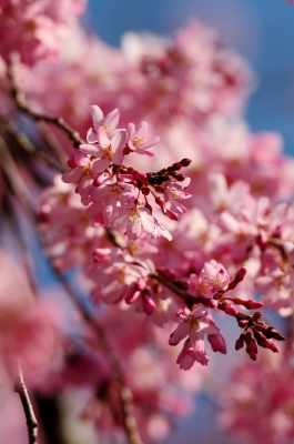 soku_14401.jpg :: 植物 花 桜 サクラ 枝垂れ 