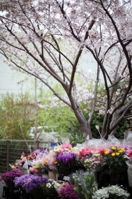soku_14409.jpg :: 植物 花 桜 サクラ 花束 