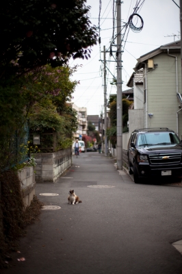 soku_14411.jpg :: 動物 哺乳類 猫 ネコ 