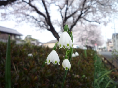 soku_14418.jpg :: 植物 花 白い花 