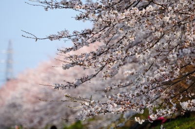 soku_14435.jpg :: 植物 花 桜 サクラ 