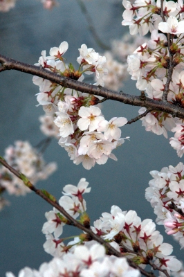 soku_14442.jpg :: 桜 