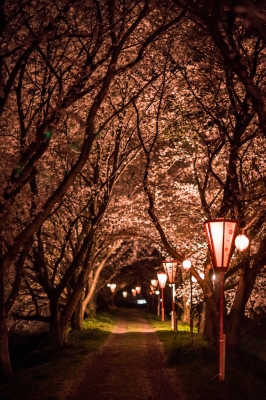 soku_14445.jpg :: 植物 花 桜 サクラ 夜桜 