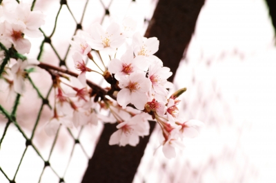 soku_14450.jpg :: SD1 マクロ 桜 