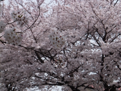 soku_14454.jpg :: 植物 花 桜 サクラ 