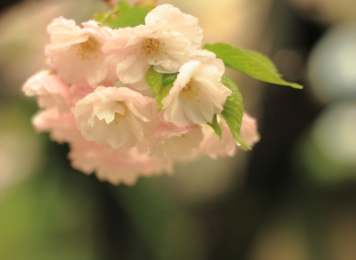 soku_14459.jpg :: 植物 花 桜 サクラ 
