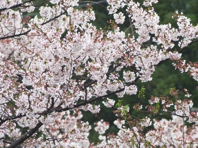 soku_14460.jpg :: 植物 花 桜 サクラ 