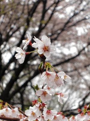 soku_14471.jpg :: PowerShotS95 風景 自然 植物 花 桜 サクラ 