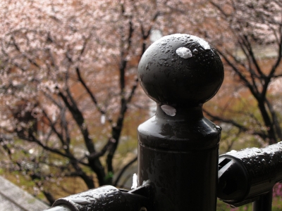 soku_14474.jpg :: PowerShotS95 風景 自然 桜 サクラ 手すり ポコチン 