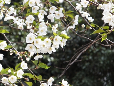 soku_14475.jpg :: 植物 花 桜 