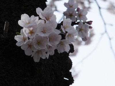 soku_14476.jpg :: 植物 花 桜 サクラ 