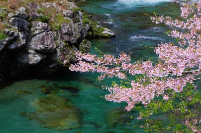 soku_14477.jpg :: 植物 花 桜 サクラ 渓流 清流 
