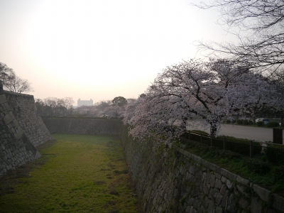soku_14485.jpg :: 大阪城 桜 