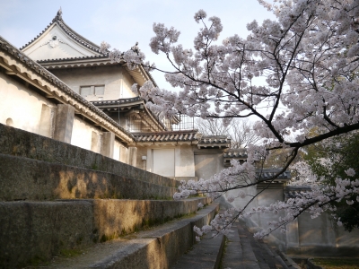 soku_14486.jpg :: 大阪城 桜 