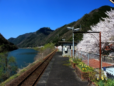soku_14495.jpg :: 駅 レール 植物 花 桜 サクラ 湖 山 