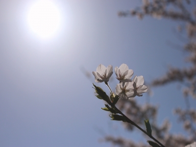 soku_14497.jpg :: 植物 花 桜 サクラ 逆光 