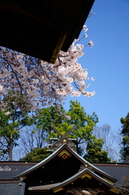 soku_14498.jpg :: 植物 花 桜 サクラ 神社 