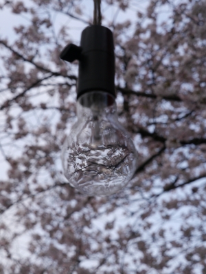 soku_14502.jpg :: 屋台 裸電球 桜 