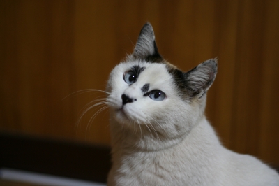 soku_14520.jpg :: 動物 哺乳類 猫 ネコ 