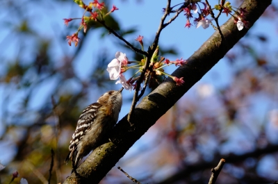 soku_14524.jpg :: 動物 鳥 野山の鳥 コゲラ 植物 花 桜 サクラ 