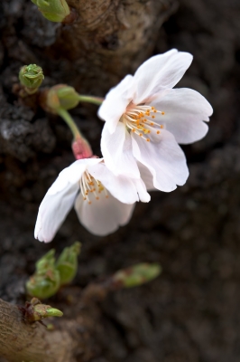 soku_14526.jpg :: 植物 花 桜 サクラ マクロ 