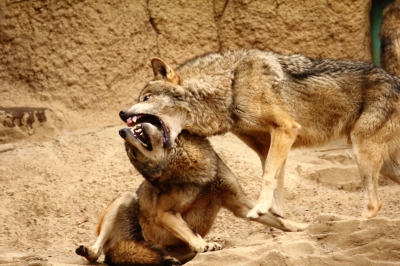 soku_14527.jpg :: 動物 哺乳類 狼 オオカミ 