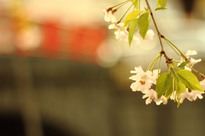soku_14531.jpg :: 植物 花 桜 サクラ 