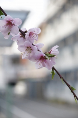 soku_14534.jpg :: 植物 花 桜 サクラ 