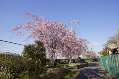 soku_14535.jpg :: 植物 花 桜 サクラ 