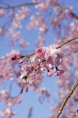 soku_14536.jpg :: 植物 花 桜 サクラ 