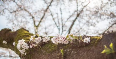 soku_14550.jpg :: 同期の桜 