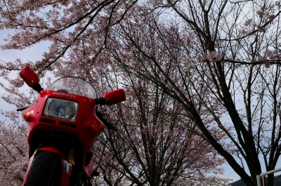 soku_14561.jpg :: バイク 植物 花 桜 サクラ 