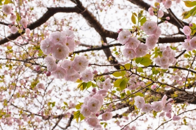 soku_14600.jpg :: 植物 花 桜 サクラ 八重桜 