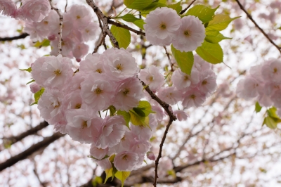 soku_14601.jpg :: 植物 花 桜 サクラ 八重桜 