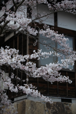 soku_14638.jpg :: 桜 サクラ 