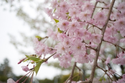 soku_14651.jpg :: 植物 花 桜 サクラ 
