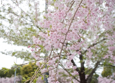 soku_14652.jpg :: 植物 花 桜 サクラ 